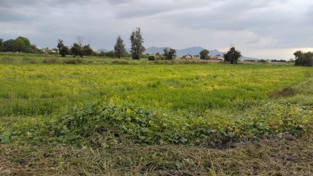 Vegetación y superficie